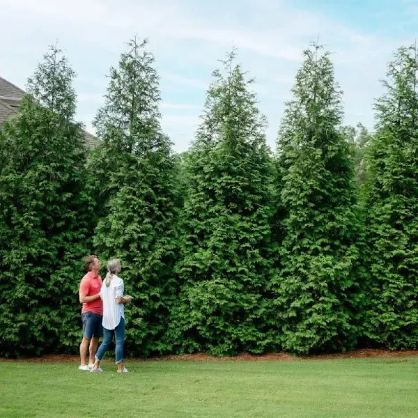 Brighter Blooms - Thuja Green Giant, 5-6 ft. - No Shipping to AZ and or