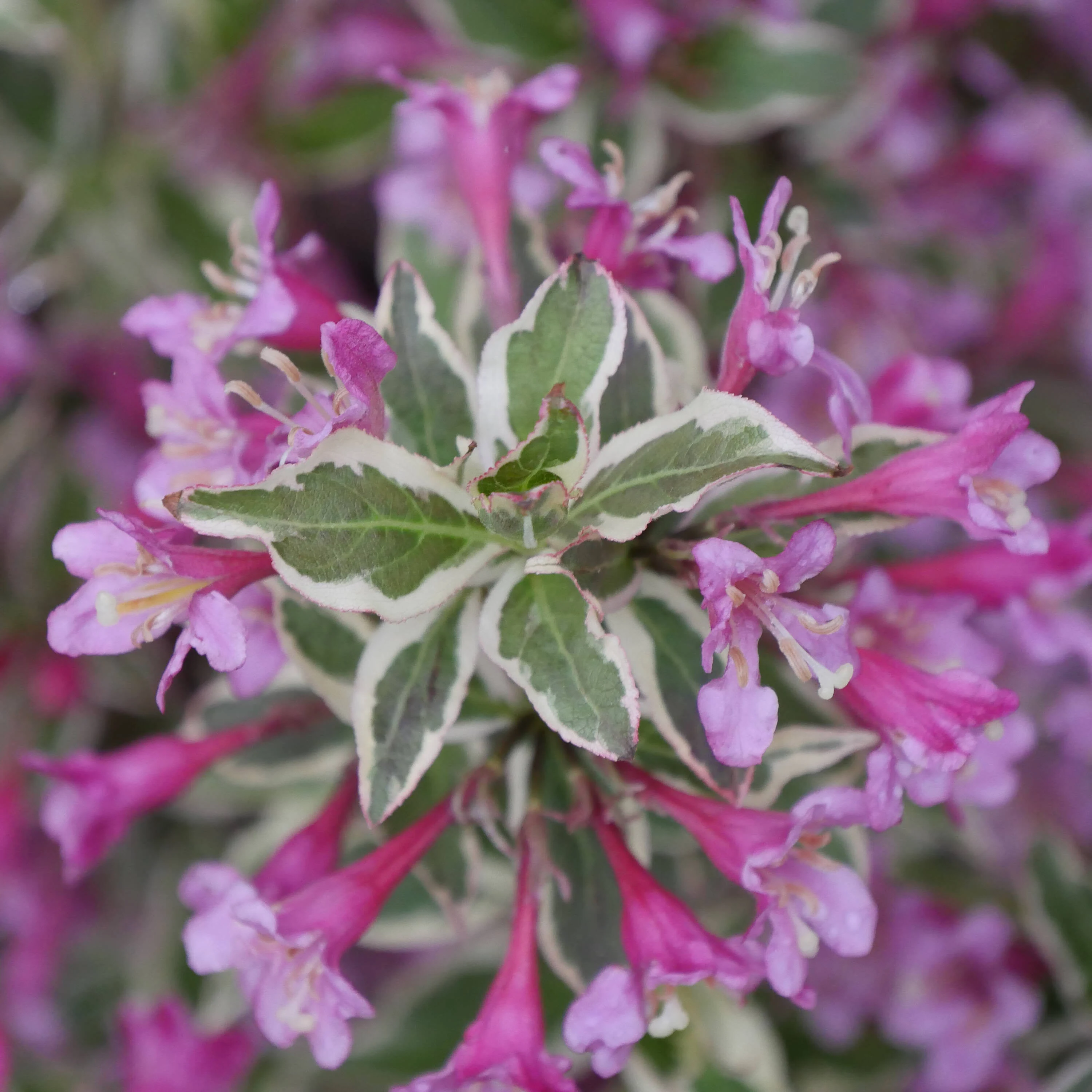 1 Gallon My Monet Purple Effect (Weigela) Live Plant, Purple Flowers