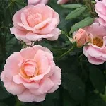 Peachy Knock Out® Rose - Live Plant ( 1 QT )