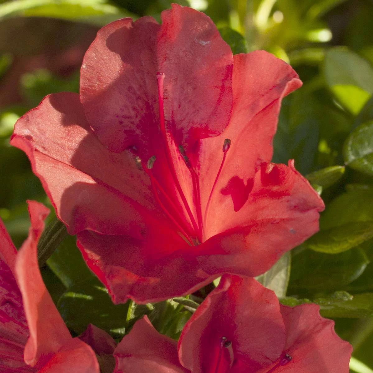 Encore Azalea Autumn Sunset (1 Gallon) Orange - Red Flowering Shrub - Full Sun Live Outdoor Plant