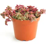 Shop Succulents Calico Kitten Hanging Succulent, Crassula Pellucida Variegata, Fully Rooted Live 4" Succulent Plant, Low Maintenance Indoor Plant,