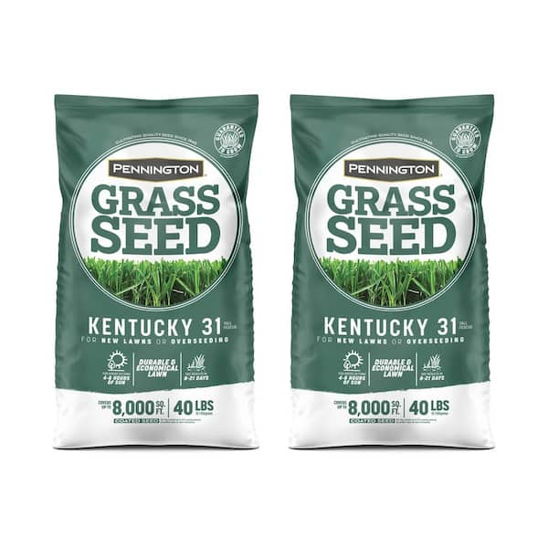 Pennington Kentucky 31 Tall Fescue Grass Seed