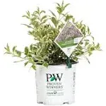 Proven Winners WEIPRC1116101 My Monet Effect Live Shrub, 1 Gallon, Purple Flowers