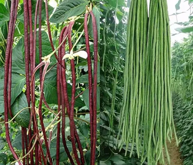 50+ Green or Red Cowpea Yard Long Bean Seeds Yardlong Beans Heirloom Non-GMO ...