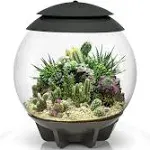 biOrb AIR 30 Terrarium