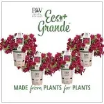 4.25 in. Eco+Grande, Superbells Cherry Red (Calibrachoa) Live Plant, Pink-Red Flowers (4-Pack)