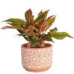 Costa Farms Chinese Evergreen Live Indoor Plant