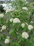 Viburnum X pragense (Prague Viburnum) Shrub, pink buds & white flowers, #3 - Size Container