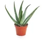 Shop Succulents Aloe Vera 4 inch Live Succulent Plant in Nursery Pot