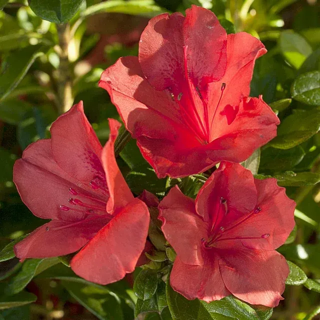 Encore Azalea Autumn Sunset, Re-blooms with Vivid Red Blooms, 1 gal