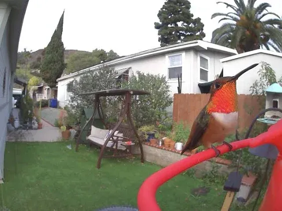 Birdfy Hum Feeder Duo - Hummingbird Feeder with Dual Camera