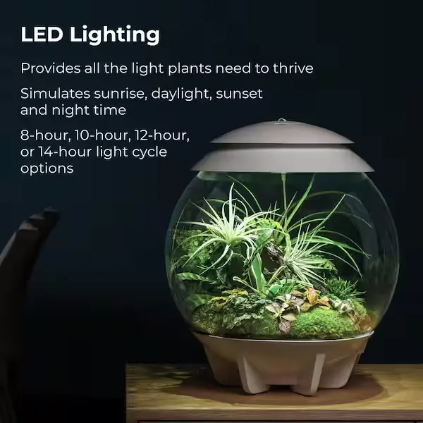 biOrb AIR 30 Terrarium