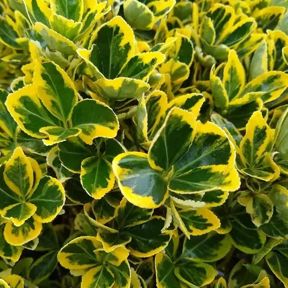 FLOWERWOOD 2.5 Qt. Golden Euonymus, Live Evergreen Shrub, Green and Gold Variegated Foliage 1675Q