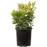 2.5 qt. Golden Euonymus, Live Evergreen Shrub, Green and Gold Variega