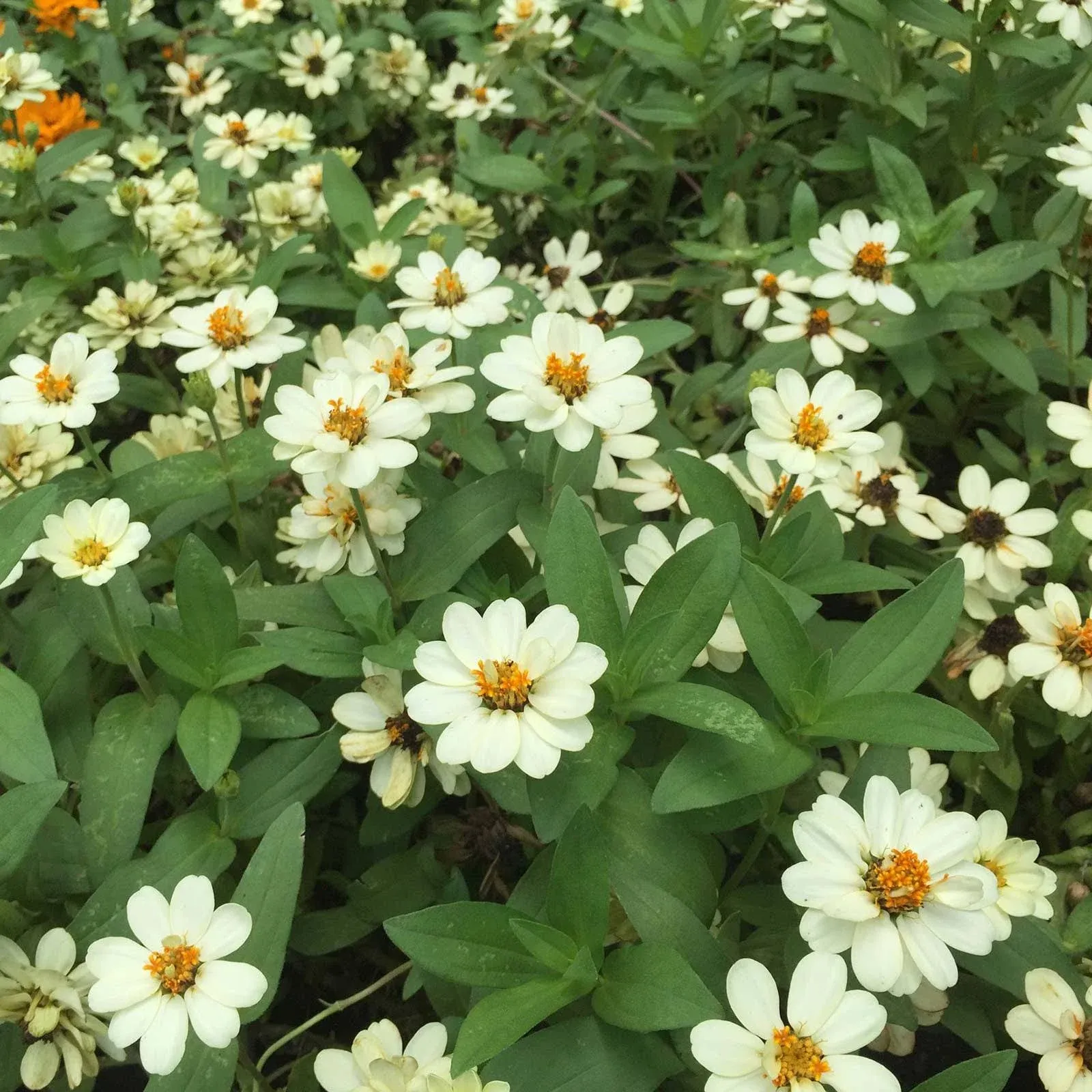 Zinnia Flower Garden Seeds - Profusion Series - White - Packet of 10 Seeds ...