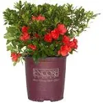 Autumn Sunset Encore Azalea 2 Gallon