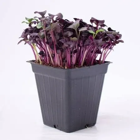 Purple Radish Microgreens Seeds - 1 oz ~2675 Seeds - Premium, Non-GMO - for ...