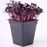 Purple Radish Microgreens Seeds