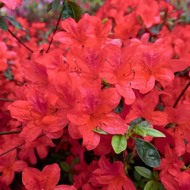 Autumn Sunset Encore Azalea 2 Gallon