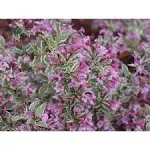 Proven Winners WEIPRC1116101 My Monet Effect Live Shrub, 1 Gallon, Purple Flowers