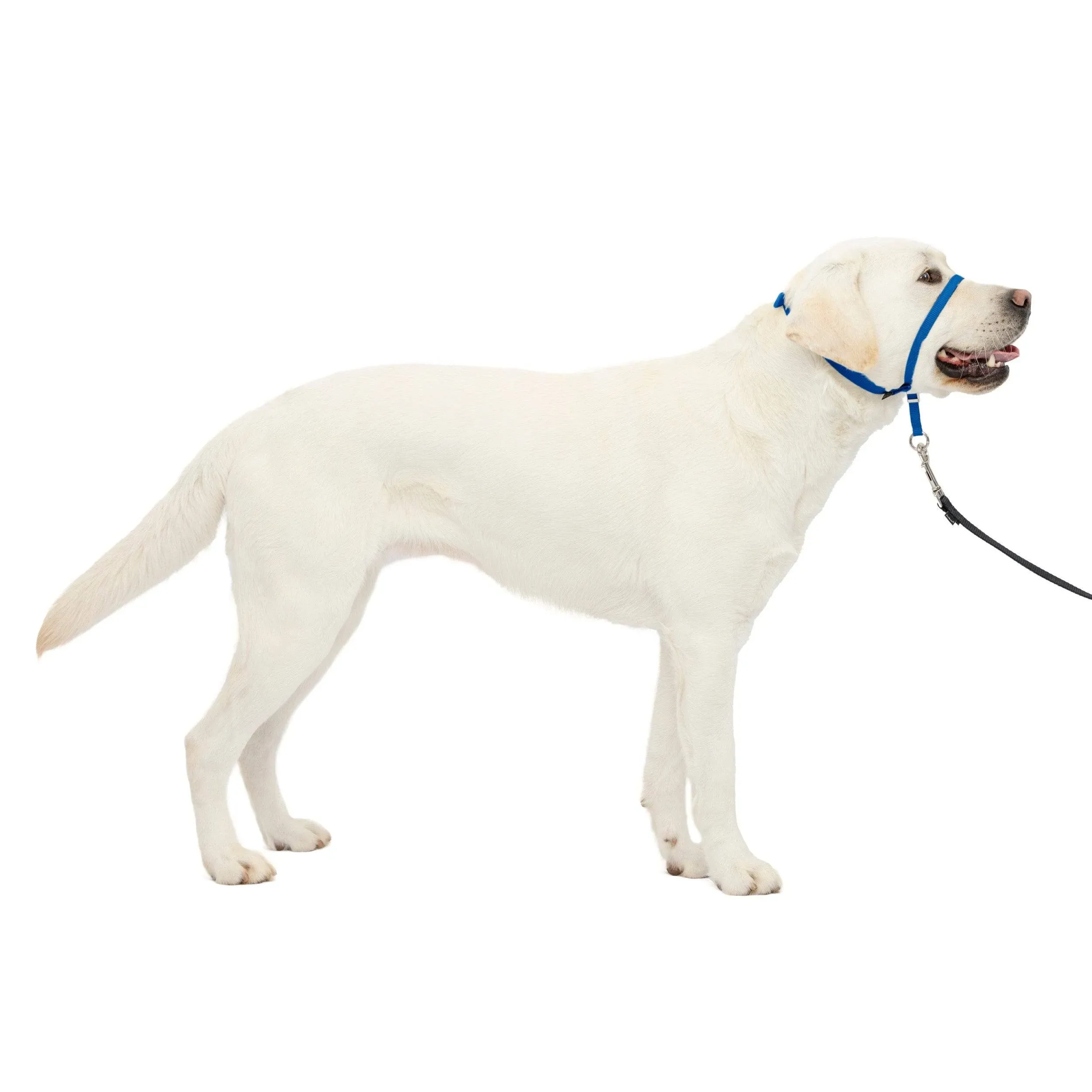 PetSafe Gentle Leader Headcollar Large / Royal Blue