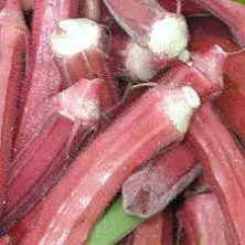 Red Burgundy Okra Seed - 2 g ~35 Seeds - Heirloom, Open Pollinated, Non-GMO, Farm & Vegetable Gardening Seeds