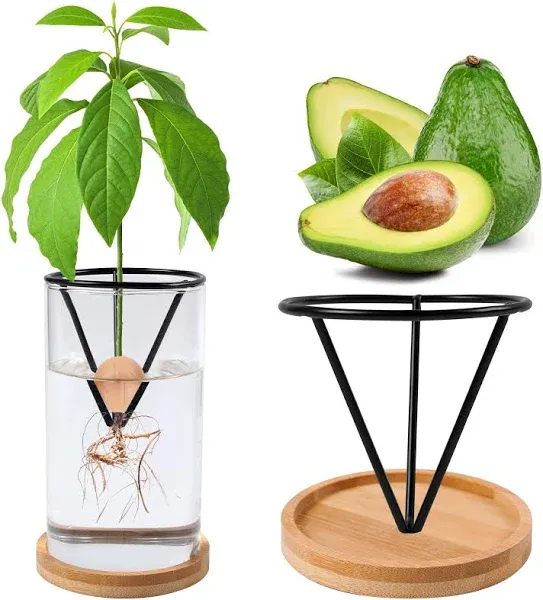 Bylion Avocado Tree Growing Kits, Avocado Growing Vase Wooden Base Avocado Seed Starter Vase Glass Plant Pot Easy Seed Sprout Starter Gift for Women