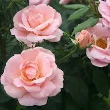 Peachy Knock Out Rose Live Plant