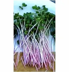 Radish Sprouting Seed - Red Arrow Variety - 4 oz Seed Pouch - Heirloom Radish Sprouts - Non-GMO Sprouting and Micro Greens