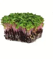 Radish Sprouting Seed Red Arrow Variety 5 Lb Bulk Seed