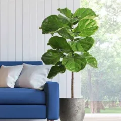 Brighter Blooms Fiddle-Leaf Fig Tree