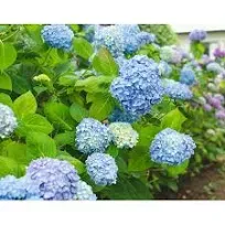 All Summer Beauty Hydrangea Live Plant