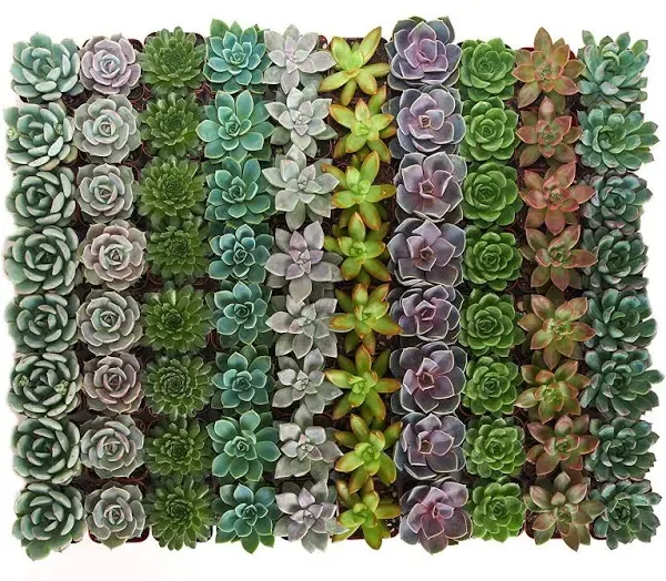 Shop Succulents | Radiant Rosette Live Plants, Hand Selected Variety Pack of Mini Succulents | Collection of 100