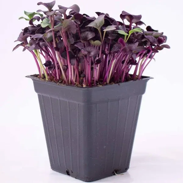 Purple Radish MICROGREEN Seeds | Non-GMO | Heirloom | Seeds for Sprouting