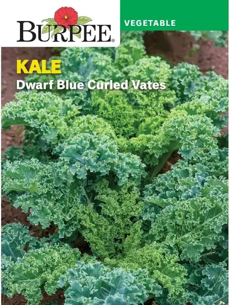 Burpee Dwarf Blue Curled Vates Kale