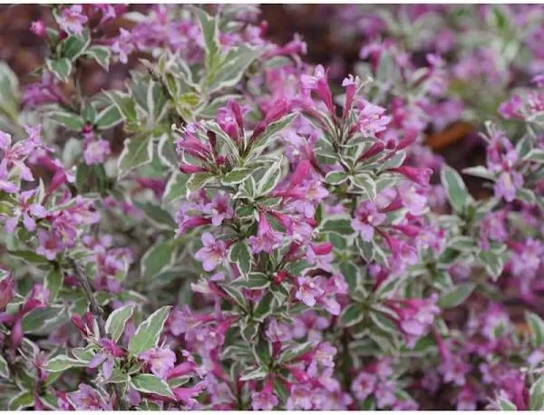 Proven Winners My Monet Purple Effect Weigela Live Plant