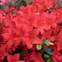 Encore Azalea Autumn Sunset (3 Gallon) Purple Flowering Shrub - Full Sun Live Outdoor Plant