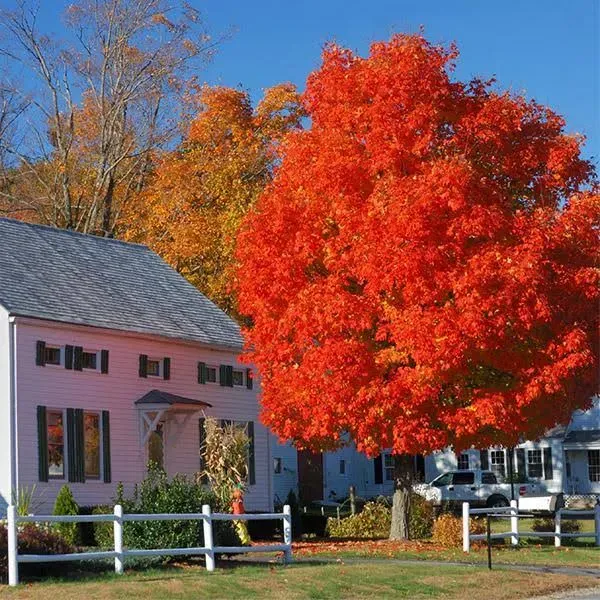 Autumn Blaze Red Maple Tree