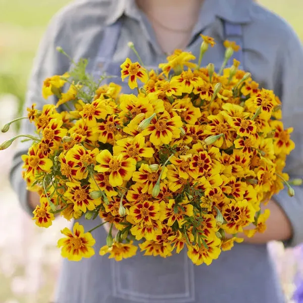 Eden Brothers French Marigold Dwarf Flower Seeds