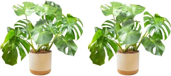 Costa Farms Monstera Plant 2-Pack