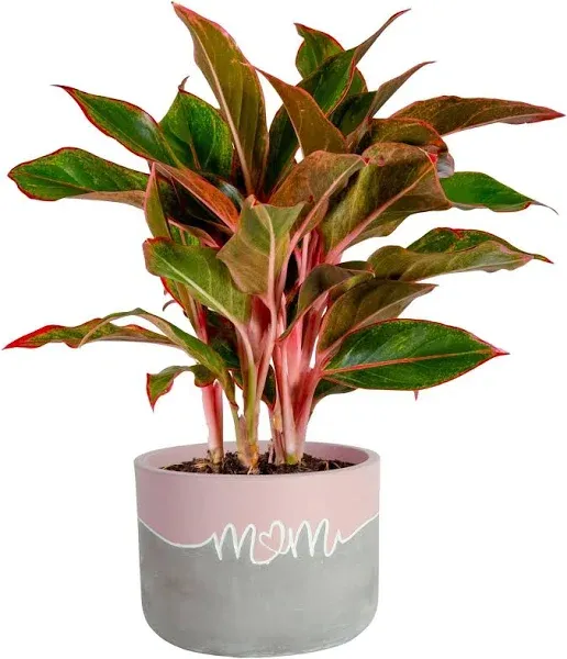 Costa Farms Chinese Evergreen, Easy to Grow Live Indoor Plant Aglaonema, Potted Houseplant in Cute Decor Pot, Everyday Gift for Mom, Wife, Daughter, Son Room Decor, 1 Foot Tall