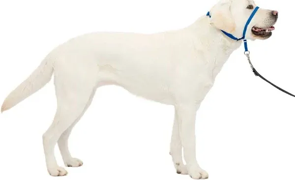 PetSafe: Gentle Leader No-Pull Headcollar ~LARGE 60 - 130lbs~ Color: Royal Blue