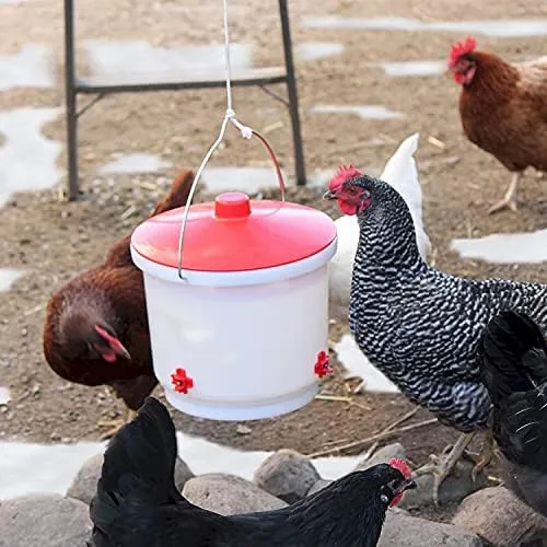 Farm Innovators Inc. Heated Chicken Waterer, Poultry Drinker Bucket, 2 Gallon