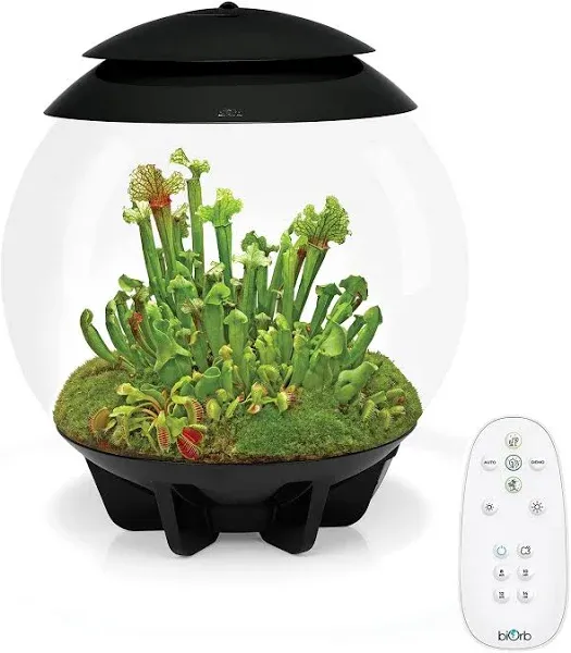 biOrb AIR 30 Terrarium