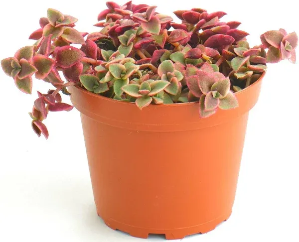 Shop Succulents Calico Kitten Hanging Succulent, Crassula Pellucida Variegata, Fully Rooted Live 4 in. Succulent Plant 1-KITTEN-4