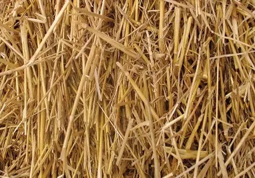 Thunder Acres 100% Natural Wheat Straw