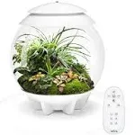 biOrb AIR 30 Terrarium