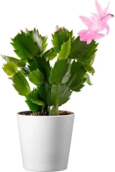 American Plant Exchange Christmas Cactus Plant