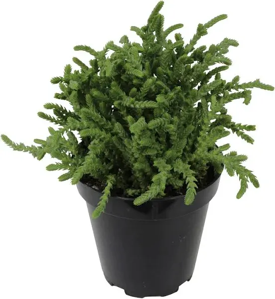 Altman Plants Crassula Ovata Jade Live Succulent Plant Money Tree Plant