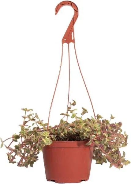 Shop Succulents Calico Kitten Hanging Succulent, Crassula Pellucida Variegata, Fully Rooted Live 4" Succulent Plant, Low Maintenance Indoor Plant,